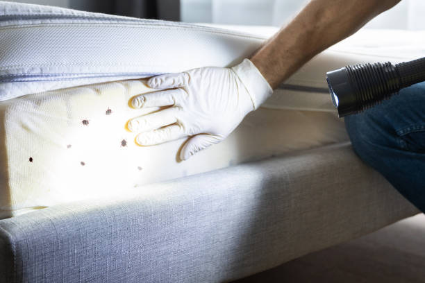Best Wasp Removal Services  in Sisters, OR
