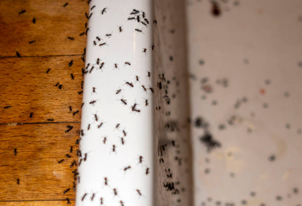 Best Pest Prevention Services  in Sisters, OR