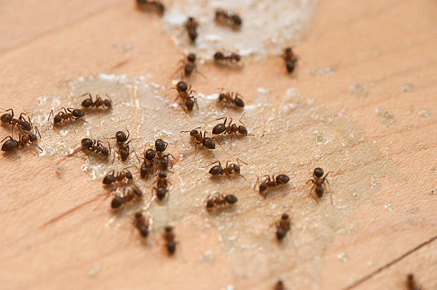 Best Commercial Pest Control Services  in Sisters, OR