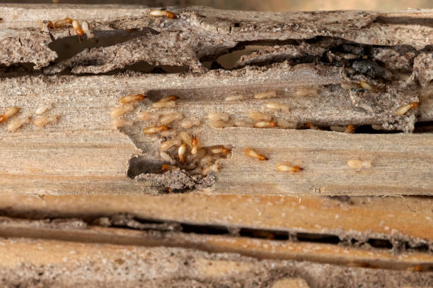 Best Pest Removal Services  in Sisters, OR